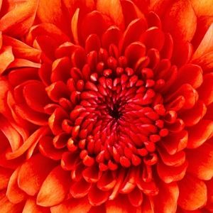 Meet your Posher, Glenda